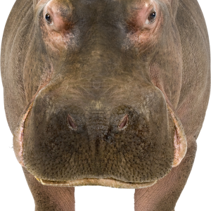 Hippo PNG