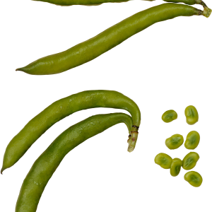 Green bean PNG