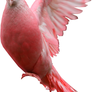 Pink pigeon PNG image