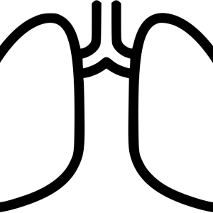 Lungs PNG