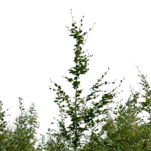 Forest PNG