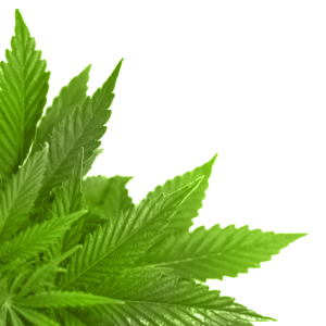 Green leaf PNG