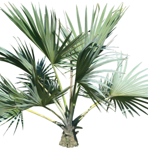 Palm tree PNG