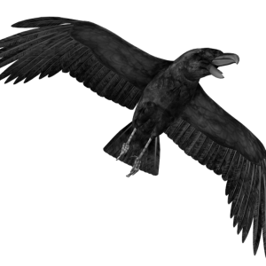 Raven PNG