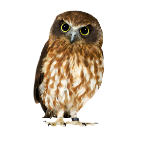 Owl PNG