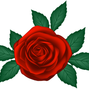 Rose PNG