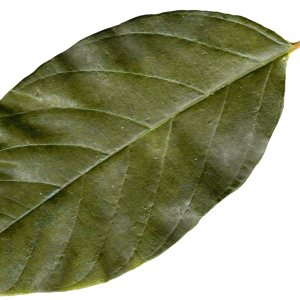 autumn PNG leaf