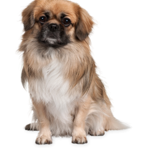 small puppy png image, picture, download, dogs