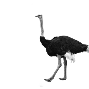 Ostrich PNG