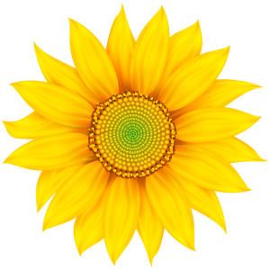 Sunflower PNG