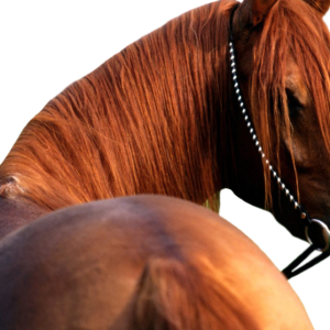 Horse png image