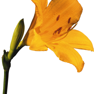 Lilium PNG