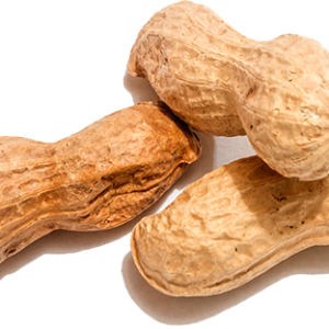 Peanut PNG