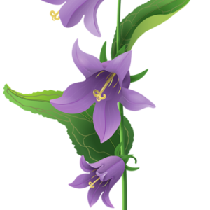 Bellflower PNG