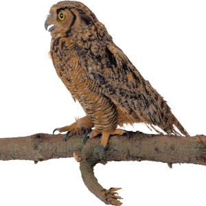 Owl PNG