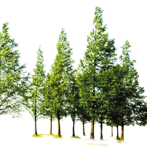 Forest PNG