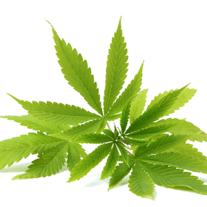 Cannabis PNG