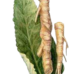 Horseradish PNG