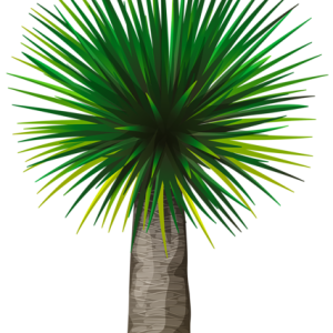 Palm tree PNG