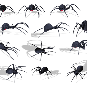 Spider PNG image
