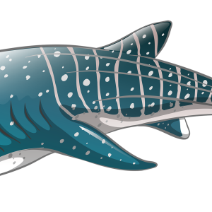 Shark PNG image