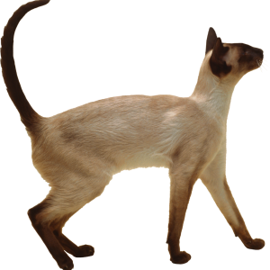 Cat PNG