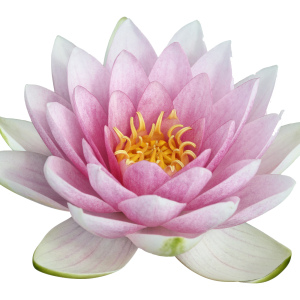 Lotus flower PNG