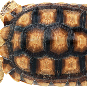 Turtle PNG