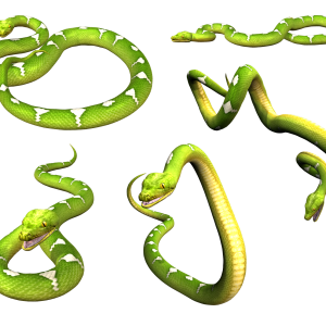 Snake PNG image picture download free