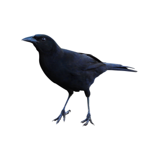 Raven PNG
