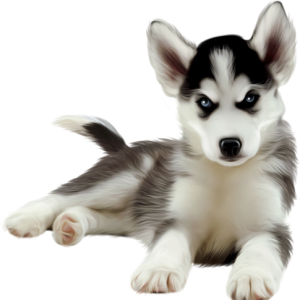 Husky PNG