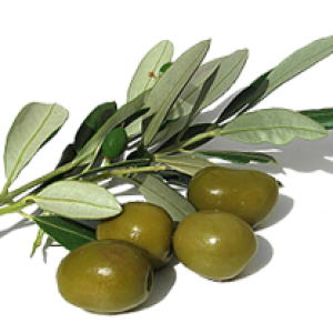 Olive PNG