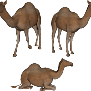 Camel PNG image
