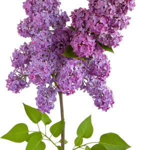 Lilac PNG