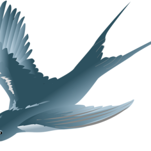 Swallow PNG