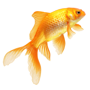 Goldfish PNG