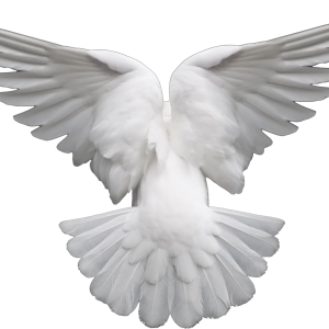 white dove pigeon PNG