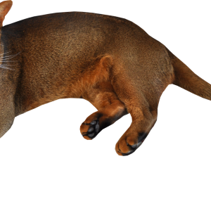 kitten png image, free download picture