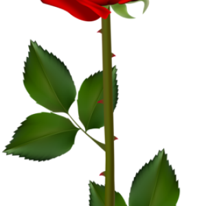 Rose PNG