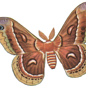 Moth PNG