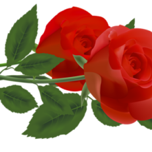 Rose PNG