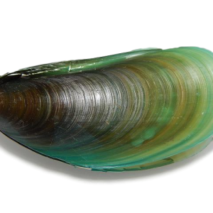 Mussel PNG