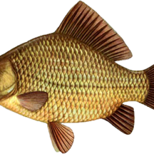 Fish PNG