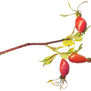 Rose hip PNG