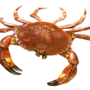 Crab PNG