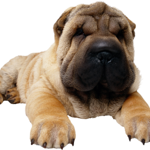 Dog PNG