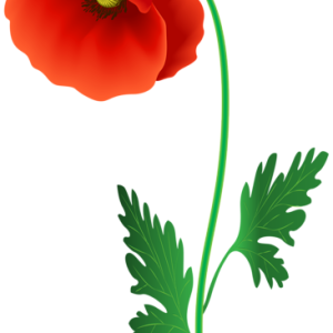 Poppy flower PNG transparent