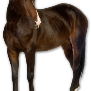 Horse png image