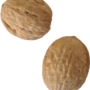 Walnut PNG
