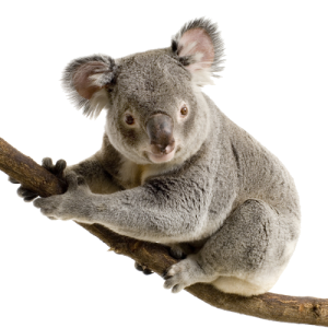 Koala PNG